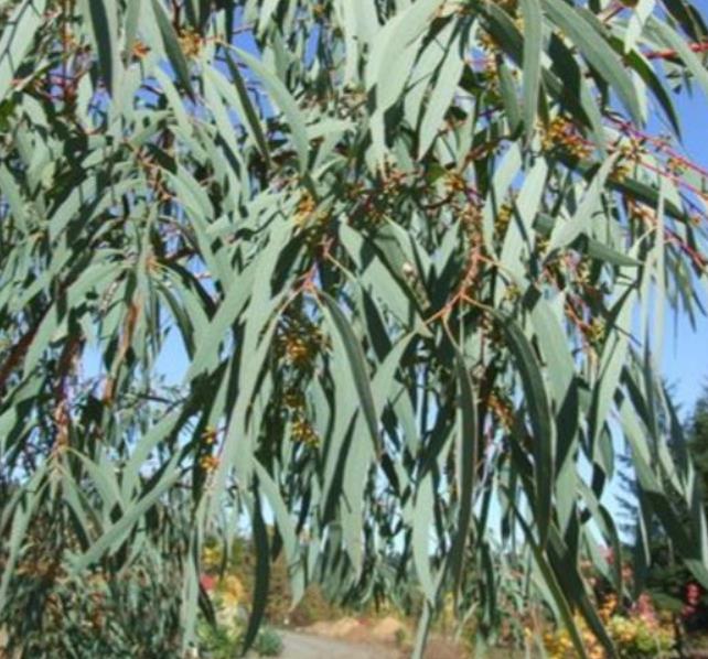 Eucalyptus aggregata - Eucalipto Goma Preta, Black Gum Eucalyptus - Imagem 3