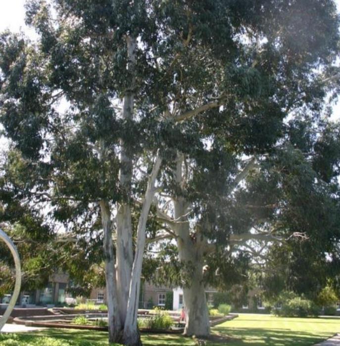 Eucalyptus aggregata - Eucalipto Goma Preta, Black Gum Eucalyptus - Imagem 4