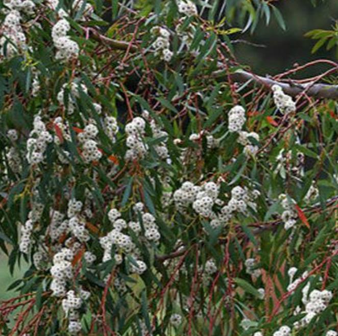 Eucalyptus aggregata - Eucalipto Goma Preta, Black Gum Eucalyptus - Imagem 5