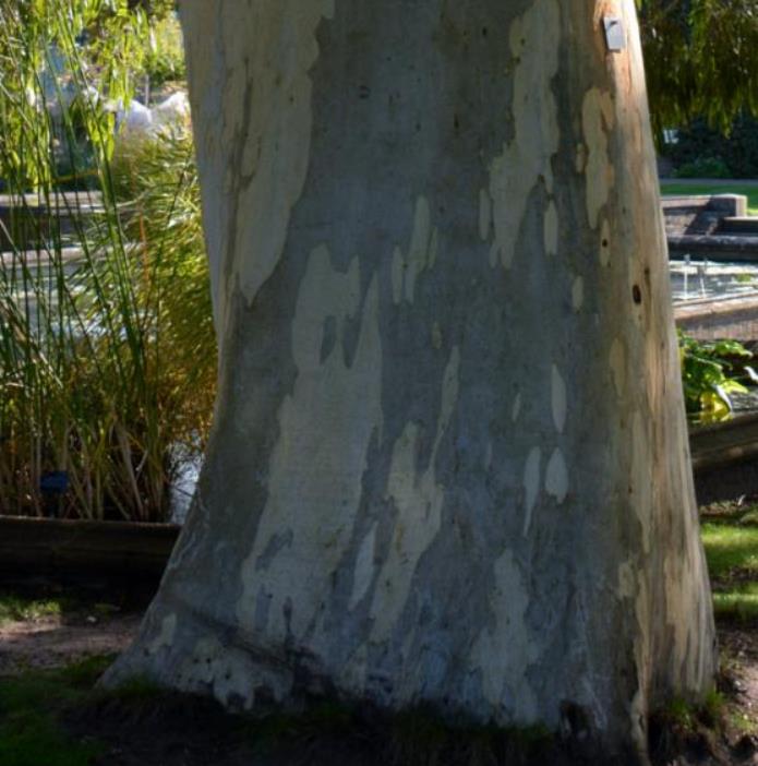 Eucalyptus aggregata - Eucalipto Goma Preta, Black Gum Eucalyptus - Imagem 6