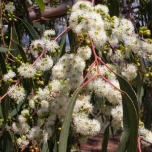 Eucalyptus bridgesiana - Eucalipto Goma de Maçã, Eucalipto Caixa de Maçã, Eucalipto Maçã, Apple Gum