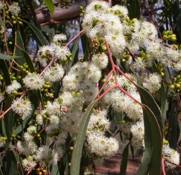 Eucalyptus bridgesiana - Eucalipto Goma de Maçã, Eucalipto Caixa de Maçã, Eucalipto Maçã, Apple Gum