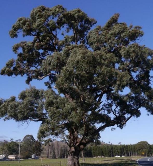 Eucalyptus bridgesiana - Eucalipto Goma de Maçã, Eucalipto Caixa de Maçã, Eucalipto Maçã, Apple Gum - Imagem 3