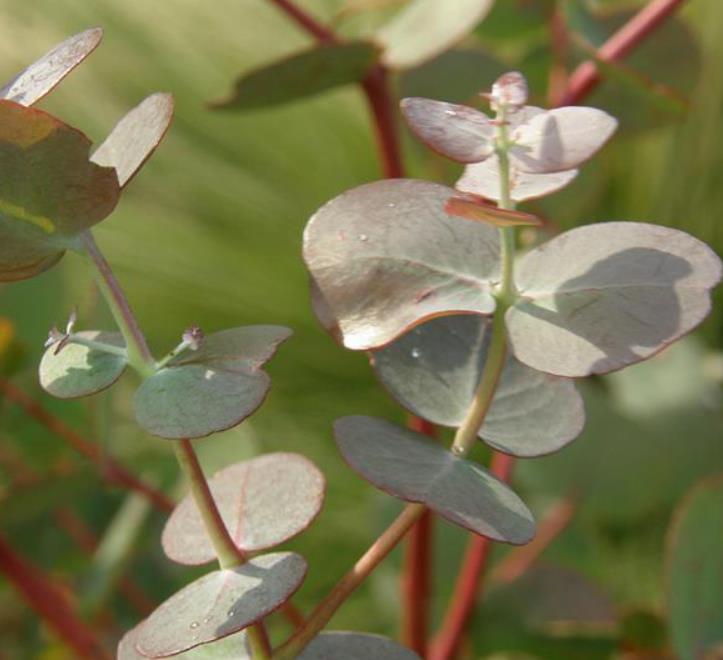 Eucalyptus bridgesiana - Eucalipto Goma de Maçã, Eucalipto Caixa de Maçã, Eucalipto Maçã, Apple Gum - Imagem 4