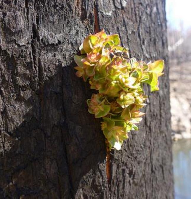 Eucalyptus bridgesiana - Eucalipto Goma de Maçã, Eucalipto Caixa de Maçã, Eucalipto Maçã, Apple Gum - Imagem 5