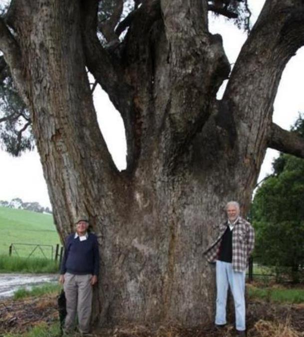 Eucalyptus bridgesiana - Eucalipto Goma de Maçã, Eucalipto Caixa de Maçã, Eucalipto Maçã, Apple Gum - Imagem 6