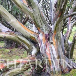 Eucalyptus Coccifera - Eucalipto Tasmanian Snow Gum