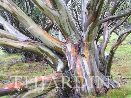 Eucalyptus Coccifera - Eucalipto Tasmanian Snow Gum
