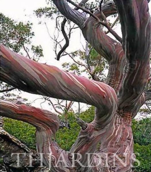 Eucalyptus Coccifera - Eucalipto Tasmanian Snow Gum - Imagem 2