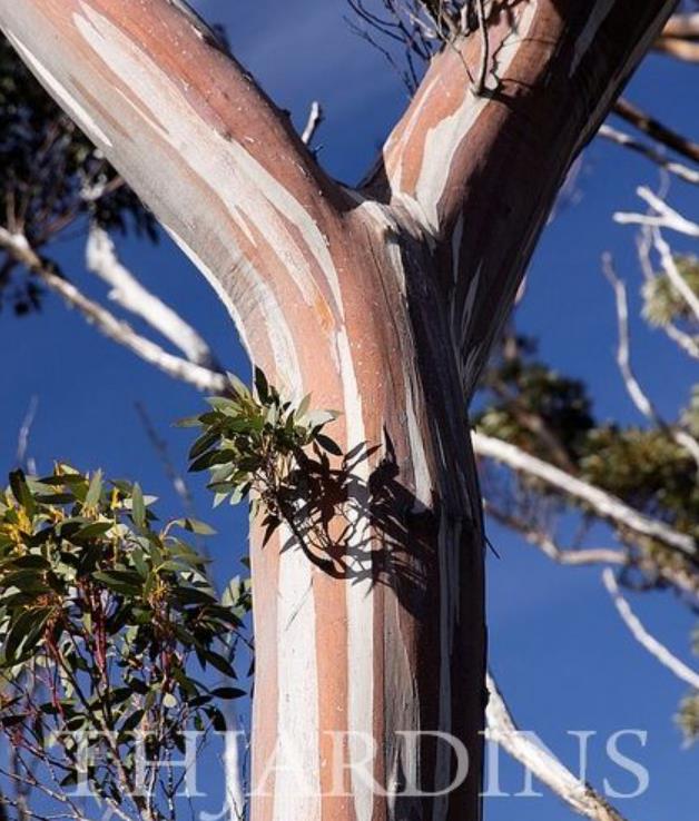 Eucalyptus Coccifera - Eucalipto Tasmanian Snow Gum - Imagem 4