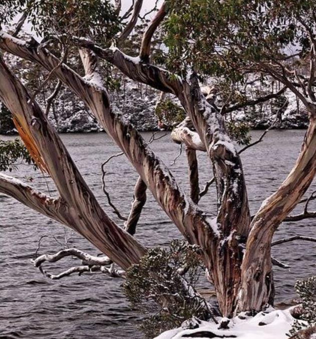 Eucalyptus Coccifera - Eucalipto Tasmanian Snow Gum - Imagem 5