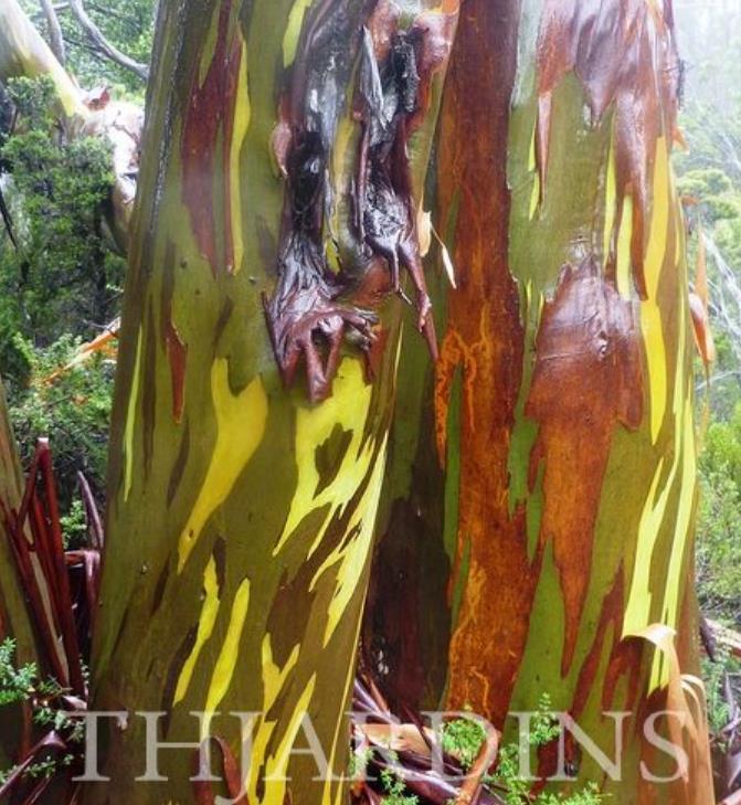 Eucalyptus Coccifera - Eucalipto Tasmanian Snow Gum - Imagem 6