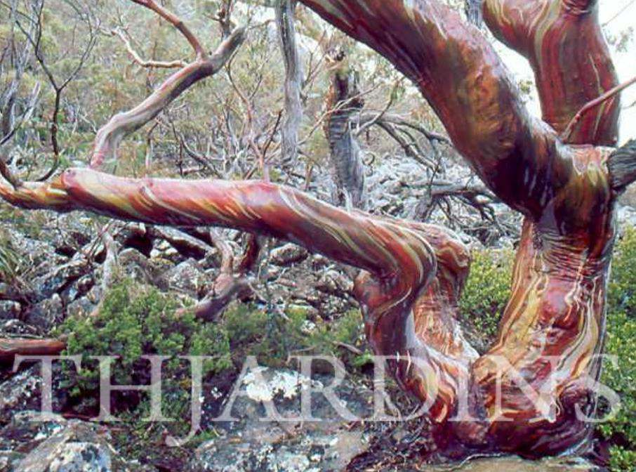 Eucalyptus Coccifera - Eucalipto Tasmanian Snow Gum - Imagem 7