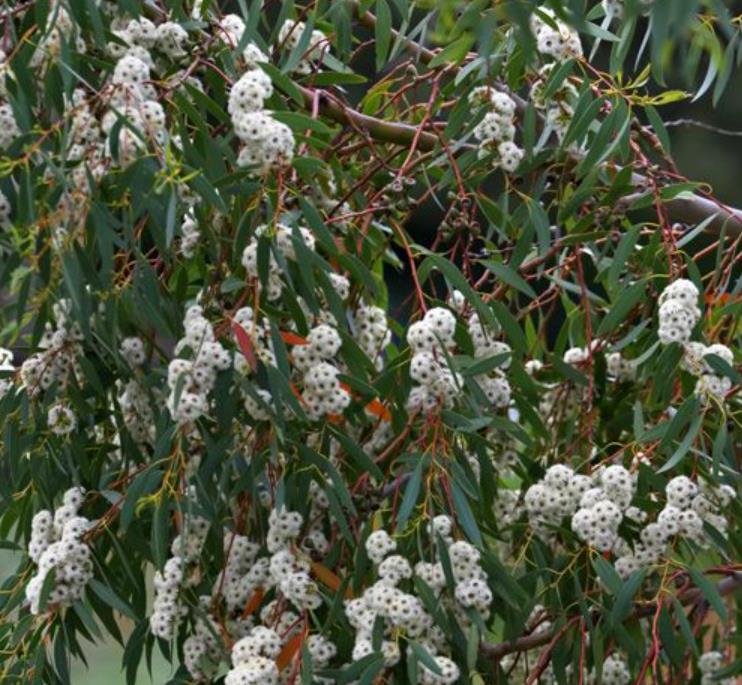 Eucalyptus Coccifera - Eucalipto Tasmanian Snow Gum - Imagem 8