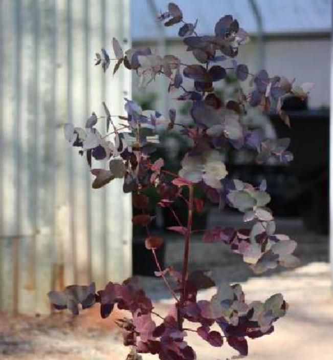 Eucalyptus elliptica NZ - Eucalipto Goma Branca, Eucalipto Elliptica Nova Zelândia, Bendemeer White Gum