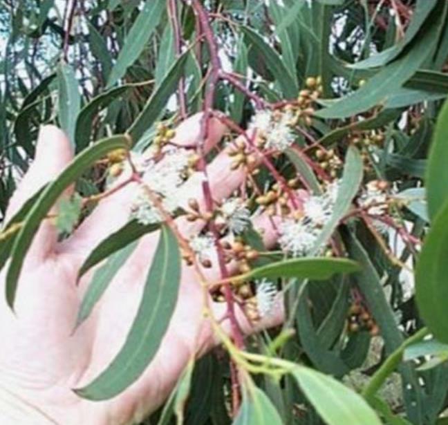 Eucalyptus elliptica NZ - Eucalipto Goma Branca, Eucalipto Elliptica Nova Zelândia, Bendemeer White Gum - Imagem 2