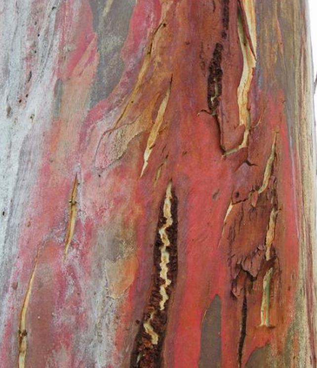 Eucalyptus elliptica NZ - Eucalipto Goma Branca, Eucalipto Elliptica Nova Zelândia, Bendemeer White Gum - Imagem 3