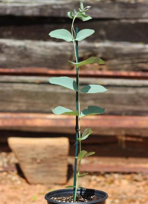 Eucalyptus elliptica NZ - Eucalipto Goma Branca, Eucalipto Elliptica Nova Zelândia, Bendemeer White Gum - Imagem 4