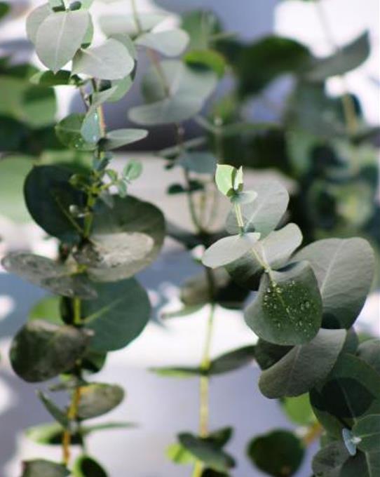 Eucalyptus elliptica NZ - Eucalipto Goma Branca, Eucalipto Elliptica Nova Zelândia, Bendemeer White Gum - Imagem 5