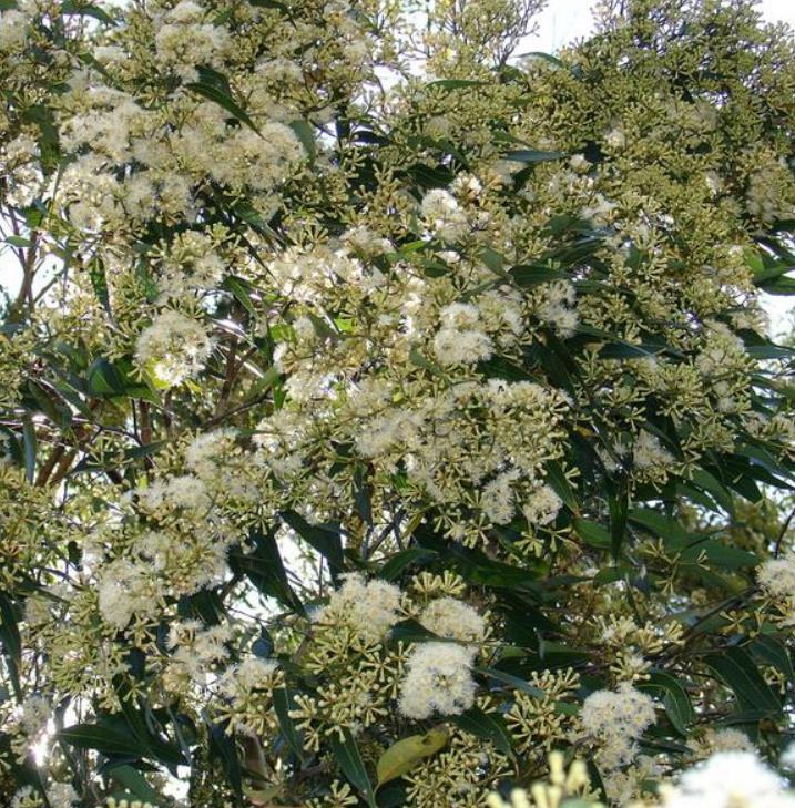 Eucalyptus microcorys - Eucalipto Sebo, Tallowwood Australiano, Eucalipto Microcorys