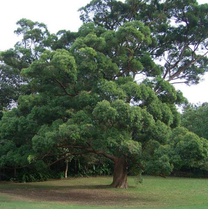 Eucalyptus microcorys - Eucalipto Sebo, Tallowwood Australiano, Eucalipto Microcorys - Imagem 2