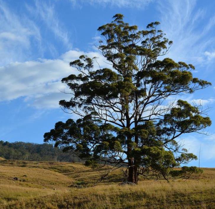 Eucalyptus microcorys - Eucalipto Sebo, Tallowwood Australiano, Eucalipto Microcorys - Imagem 3