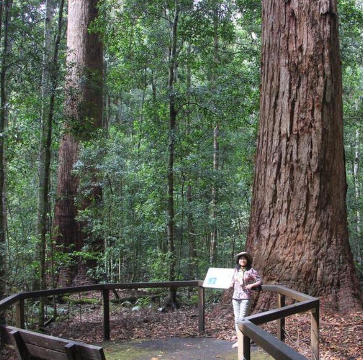 Eucalyptus microcorys - Eucalipto Sebo, Tallowwood Australiano, Eucalipto Microcorys - Imagem 4