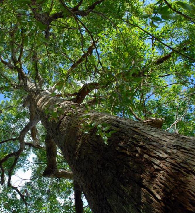 Eucalyptus microcorys - Eucalipto Sebo, Tallowwood Australiano, Eucalipto Microcorys - Imagem 5