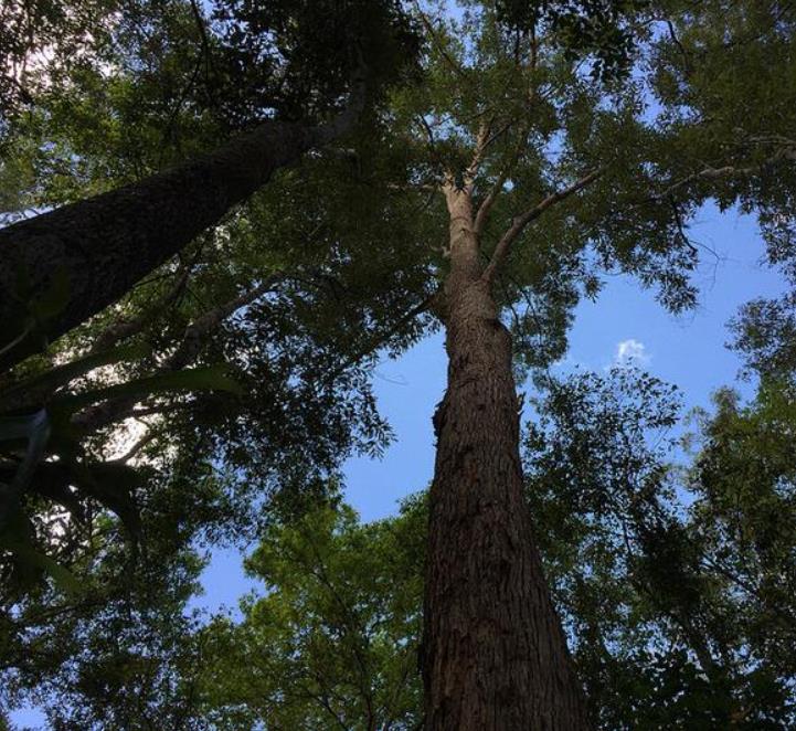Eucalyptus microcorys - Eucalipto Sebo, Tallowwood Australiano, Eucalipto Microcorys - Imagem 6