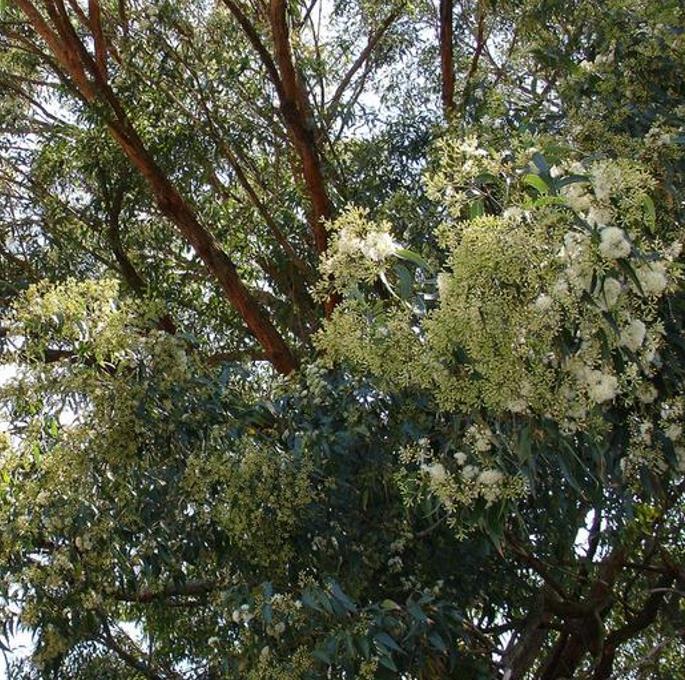 Eucalyptus microcorys - Eucalipto Sebo, Tallowwood Australiano, Eucalipto Microcorys - Imagem 7