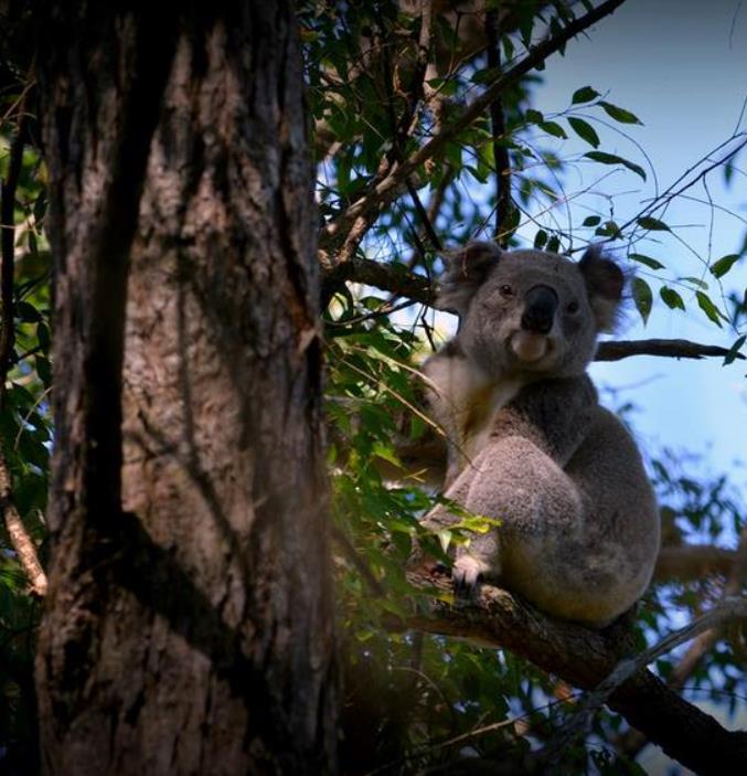 Eucalyptus microcorys - Eucalipto Sebo, Tallowwood Australiano, Eucalipto Microcorys - Imagem 8