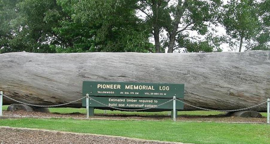 Eucalyptus microcorys - Eucalipto Sebo, Tallowwood Australiano, Eucalipto Microcorys - Imagem 9