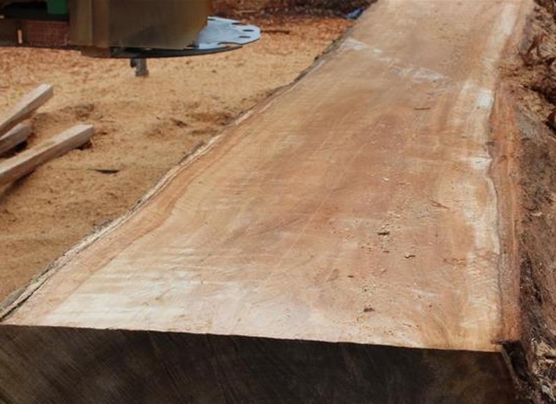 Eucalyptus microcorys - Eucalipto Sebo, Tallowwood Australiano, Eucalipto Microcorys - Imagem 10