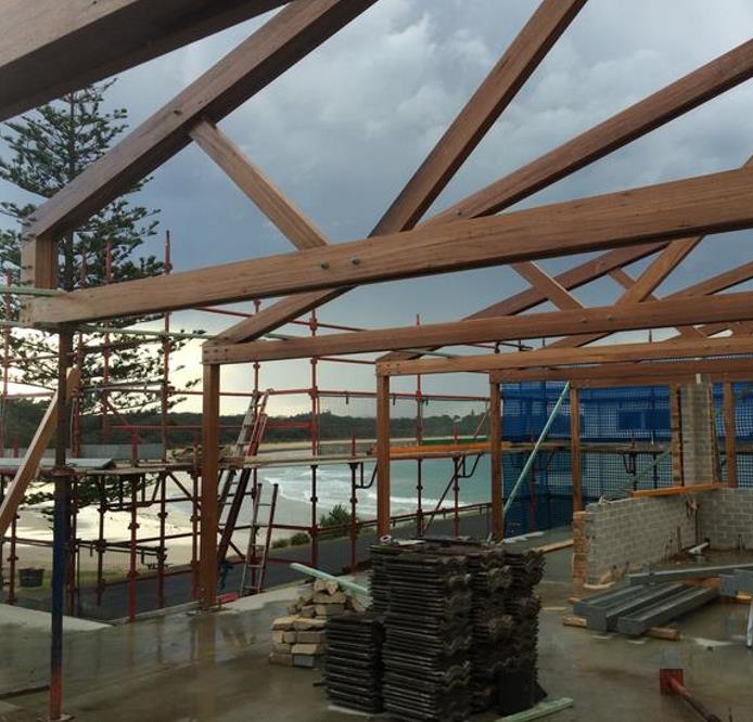 Eucalyptus microcorys - Eucalipto Sebo, Tallowwood Australiano, Eucalipto Microcorys - Imagem 11