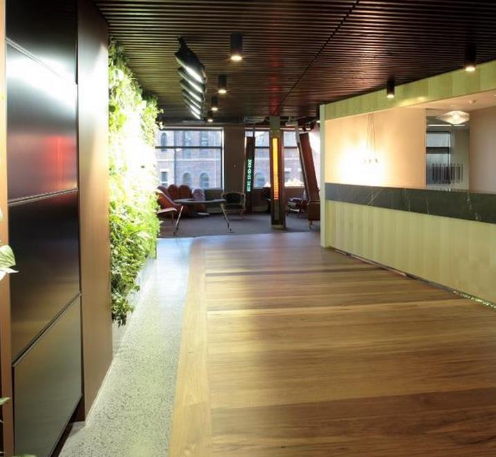 Eucalyptus microcorys - Eucalipto Sebo, Tallowwood Australiano, Eucalipto Microcorys - Imagem 13