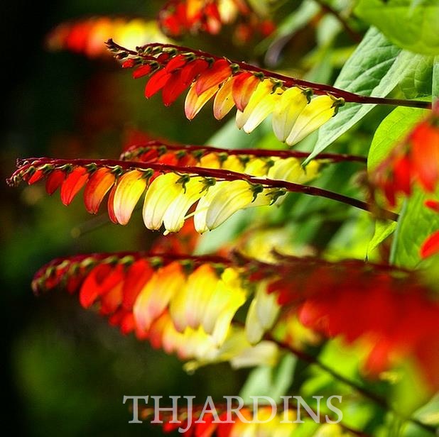 Ipomoea lobata Exotic love - Ipomoea Bandeira da Espanha, Ipomoea amor exótico, Ipomoea flor da paixão, Trepa - Imagem 2