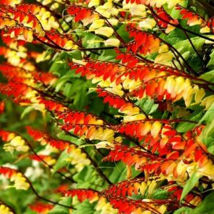 Ipomoea lobata Exotic love - Ipomoea Bandeira da Espanha, Ipomoea amor exótico, Ipomoea flor da paixão, Trepa