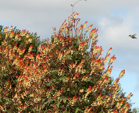 Ipomoea lobata Exotic love - Ipomoea Bandeira da Espanha, Ipomoea amor exótico, Ipomoea flor da paixão, Trepa - Imagem 3