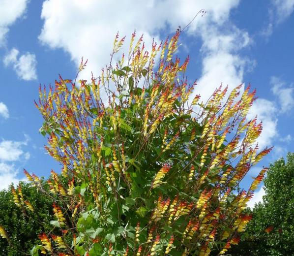 Ipomoea lobata Exotic love - Ipomoea Bandeira da Espanha, Ipomoea amor exótico, Ipomoea flor da paixão, Trepa - Imagem 4