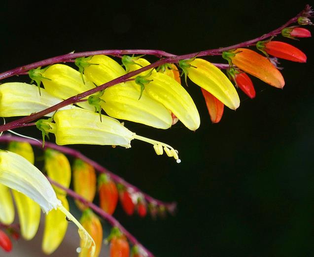 Ipomoea lobata Exotic love - Ipomoea Bandeira da Espanha, Ipomoea amor exótico, Ipomoea flor da paixão, Trepa - Imagem 5