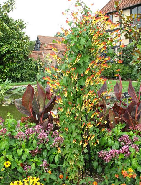 Ipomoea lobata Exotic love - Ipomoea Bandeira da Espanha, Ipomoea amor exótico, Ipomoea flor da paixão, Trepa - Imagem 6