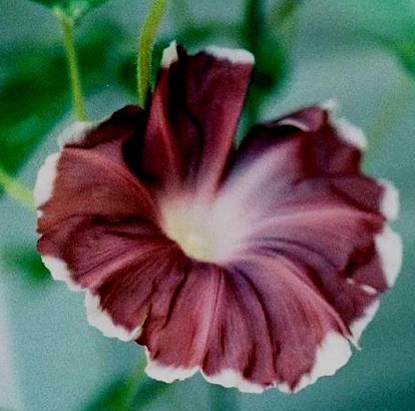 Ipomoea nil chocolate - Trepadeira Glória da manhã Chocolate, Ipomoea cocoa chocolate, Corda de viola, - Imagem 2