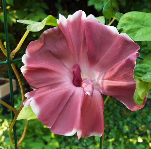 Ipomoea nil chocolate - Trepadeira Glória da manhã Chocolate, Ipomoea cocoa chocolate, Corda de viola,