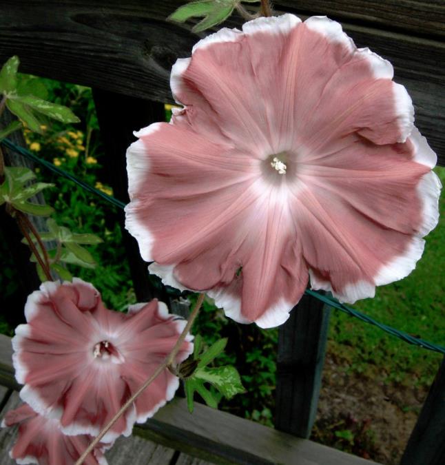 Ipomoea nil chocolate - Trepadeira Glória da manhã Chocolate, Ipomoea cocoa chocolate, Corda de viola, - Imagem 4