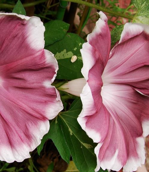 Ipomoea nil chocolate - Trepadeira Glória da manhã Chocolate, Ipomoea cocoa chocolate, Corda de viola, - Imagem 5