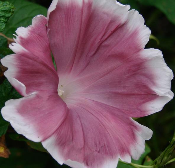 Ipomoea nil chocolate - Trepadeira Glória da manhã Chocolate, Ipomoea cocoa chocolate, Corda de viola, - Imagem 6