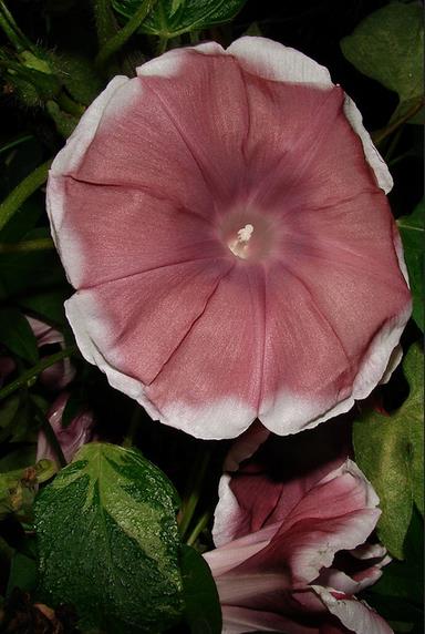 Ipomoea nil chocolate - Trepadeira Glória da manhã Chocolate, Ipomoea cocoa chocolate, Corda de viola, - Imagem 7