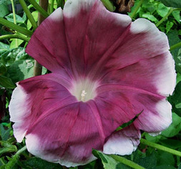 Ipomoea nil chocolate - Trepadeira Glória da manhã Chocolate, Ipomoea cocoa chocolate, Corda de viola, - Imagem 8