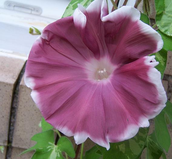 Ipomoea nil chocolate - Trepadeira Glória da manhã Chocolate, Ipomoea cocoa chocolate, Corda de viola, - Imagem 9