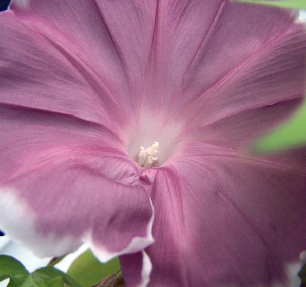 Ipomoea nil chocolate - Trepadeira Glória da manhã Chocolate, Ipomoea cocoa chocolate, Corda de viola, - Imagem 10